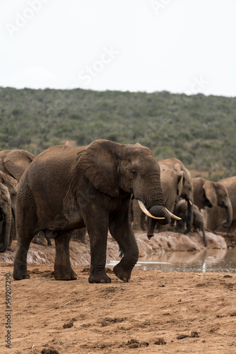 Elefanten im Addo Nationalpark in Afrika.