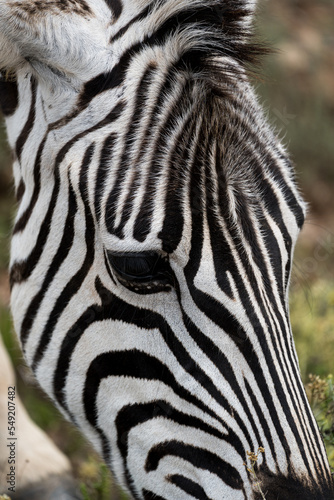 Zebra Portrait in Afrika.