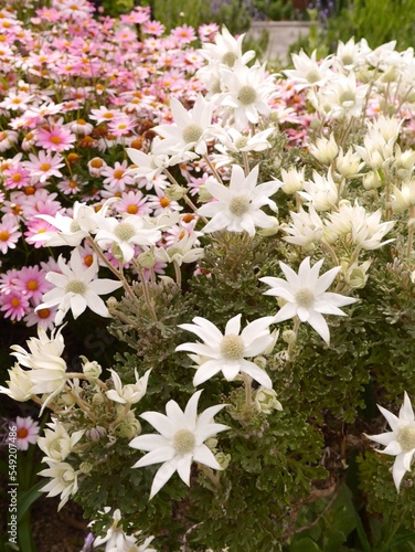 white flowers