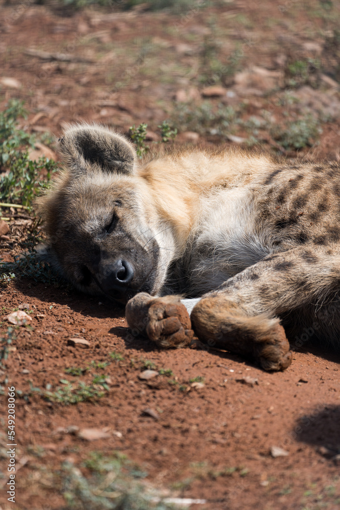 Hyäne schlafend auf dem Boden in Afrika.