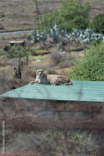 Gepard auf einem Dach in Afrika.