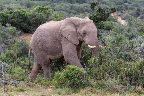One wild elephant in the bush in the Addo Elephant National Park in South Africa