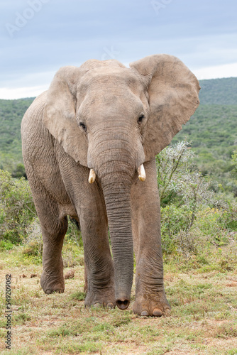 Fronth view of a big elephant bull