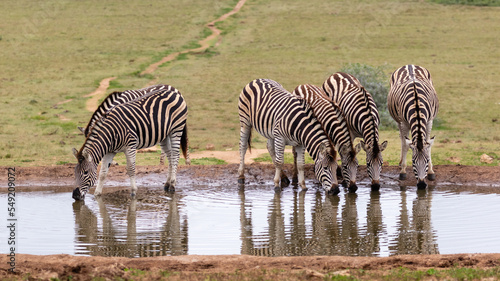 A group of zebras drinking water at a waterhole in Addo Elephant Nationsl Park