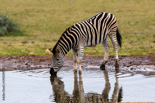 One Burchel s zebra drinking water