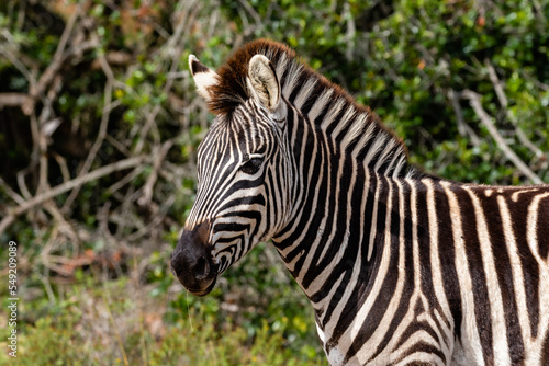 Portrait of a Burchell s zebra in the bush