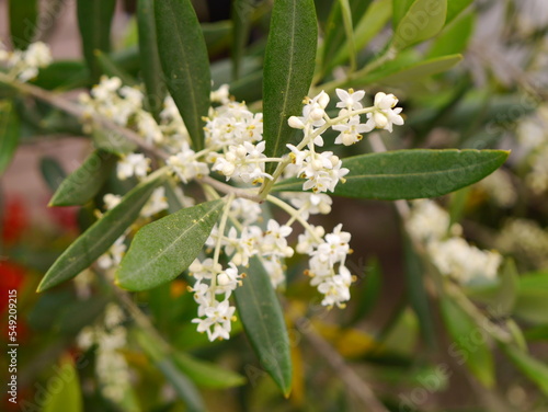 flowers in the garden