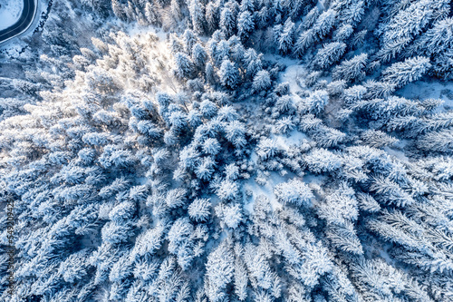 Carpathian, Romania, 2021-12-28. Aerial view of pine trees under the snow illuminated by the sun.