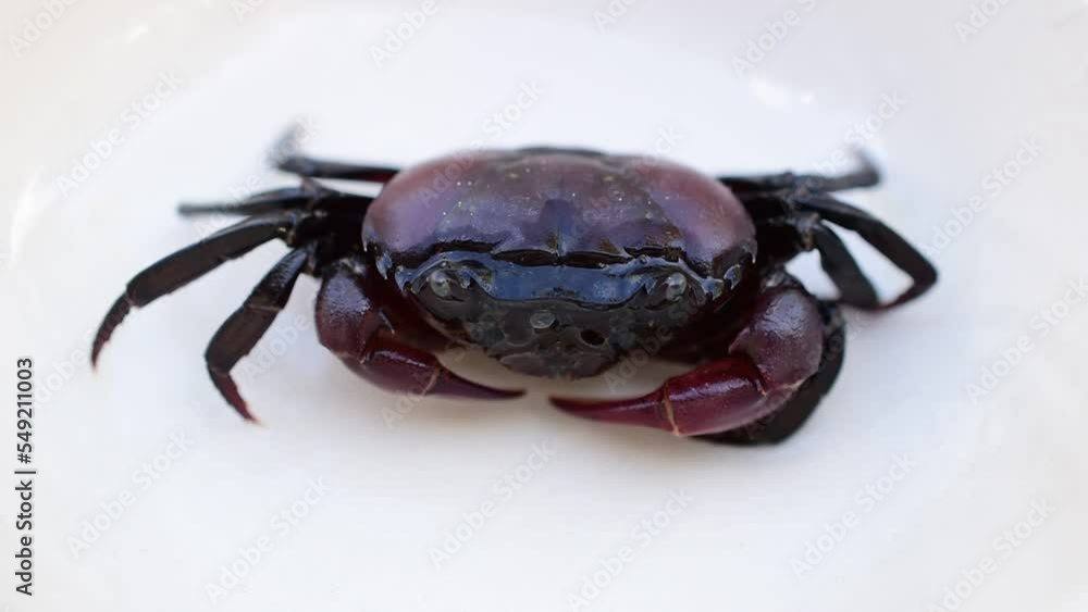 Black purple crab on a white background Black purple crab on a white background