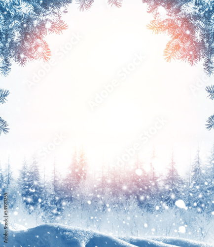  Frozen winter forest with snow covered trees.