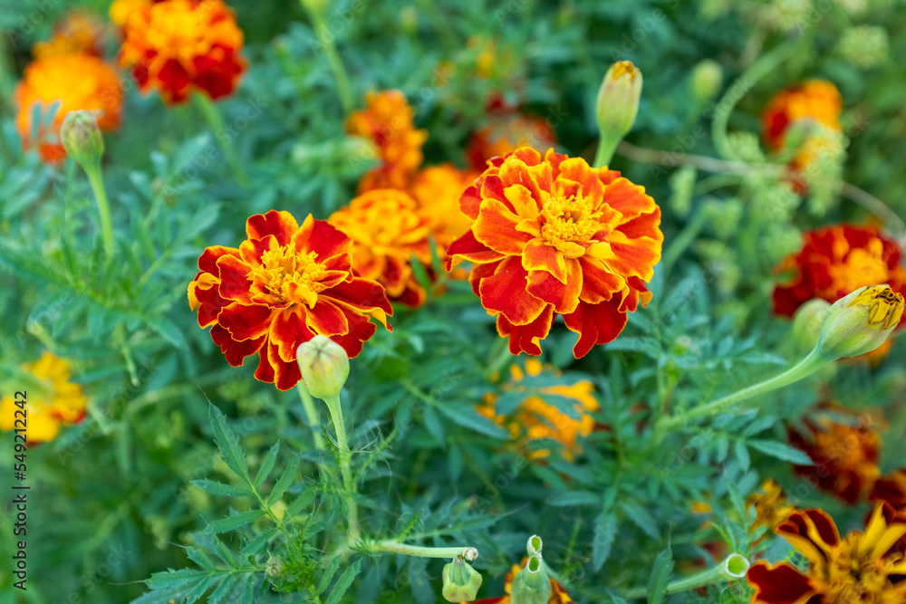 Orange marigold flowers. Background from field with tagetes. Bright french marigolds for publication, poster, calendar, post, screensaver, wallpaper, card, banner, cover, website. High quality photo