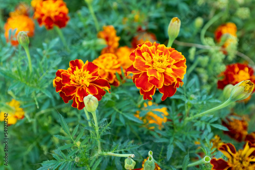 Orange marigold flowers. Background from field with tagetes. Bright french marigolds for publication, poster, calendar, post, screensaver, wallpaper, card, banner, cover, website. High quality photo © vveronka