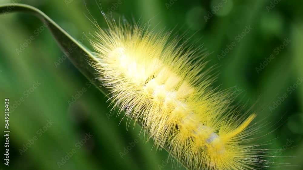 Closeup yellow fluff caterpillar crawling on grass blade, blurred green nature background. Closeup yellow fluff caterpillar crawling on grass blade, blurred green nature background.