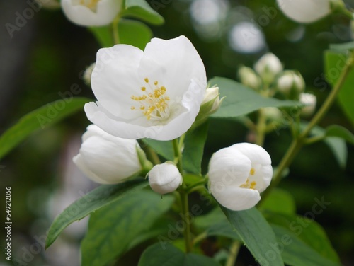 white magnolia flower