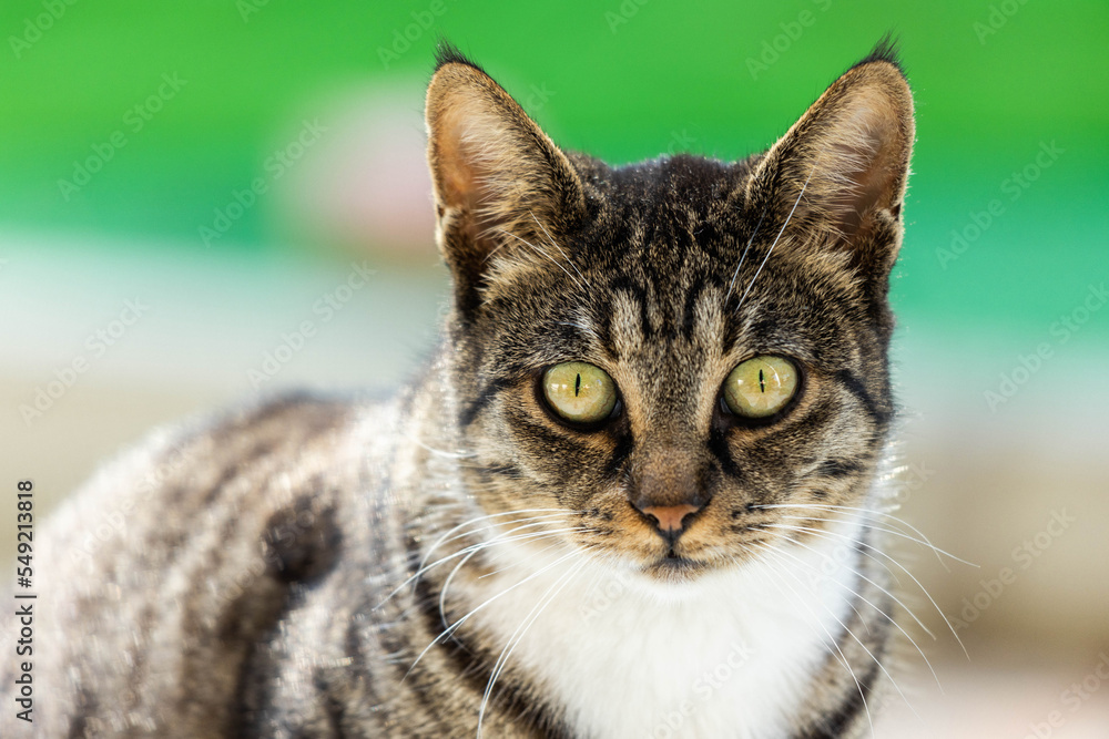 portrait of a cat, green background