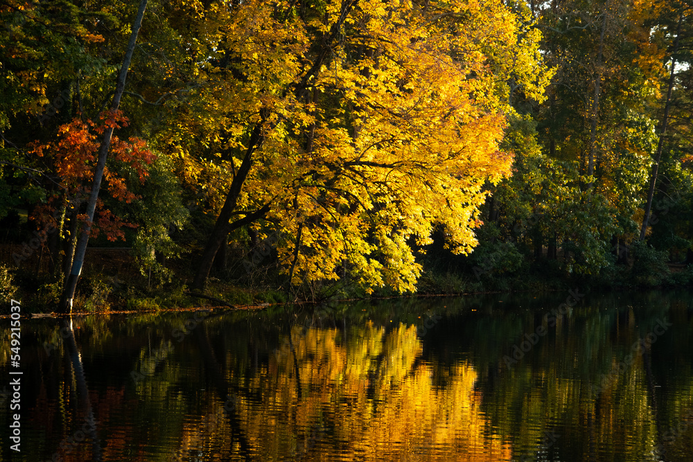 Obraz premium Blazing Autumn Colors of Trees with Reflaction in a Lake