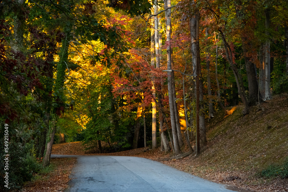 Naklejka premium Beautiful Autumn Colors along a Road on a Sunny Day