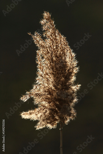 Reed against a dark background 