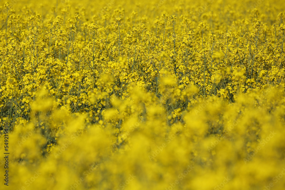 A colorful field of rapeseed
