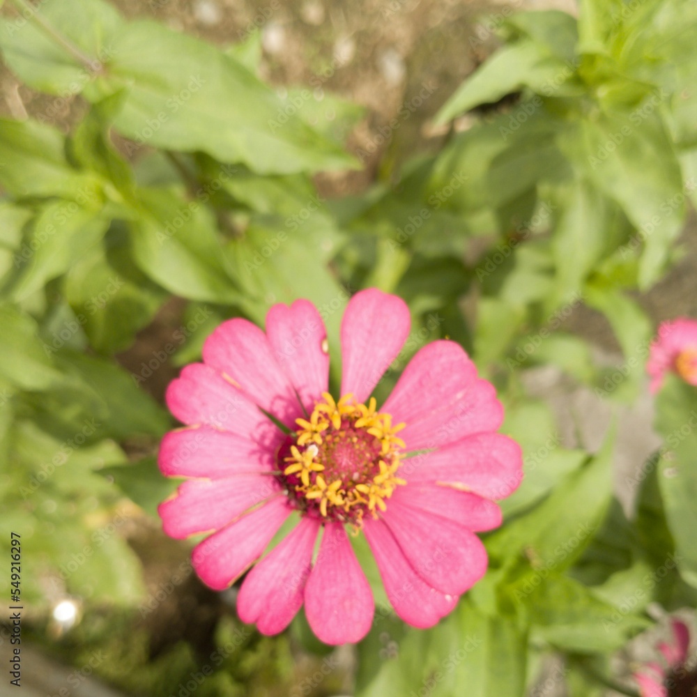 Obraz premium Zinia graceful