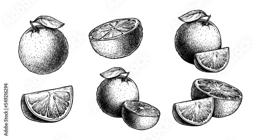 Hand drawn sketch style orange fruit set. Whole, halved and sliced oranges. Best for packaging and menu designs. Vector illustrations.