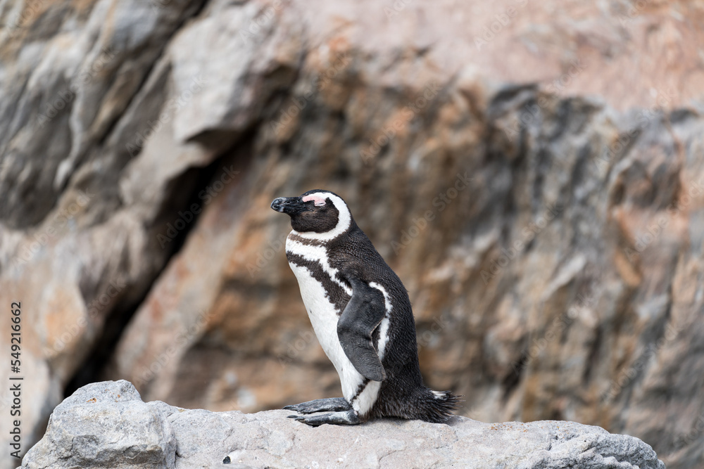 Fototapeta premium Pinguin auf Felsen in Afrika.