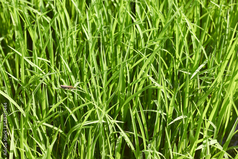 green grass background green grass background