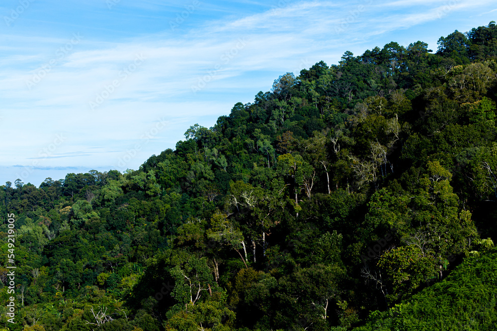 Green forest tree on mountain hills and blue sky.Rainforest ecosystem and healthy environment concept. Green tree forest view and high mountain peaks through a forest.Pictures of natural forest green. Green forest tree on mountain hills and blue sky.Rainforest ecosystem and healthy environment concept. Green tree forest view and high mountain peaks through a forest.Pictures of natural forest green.