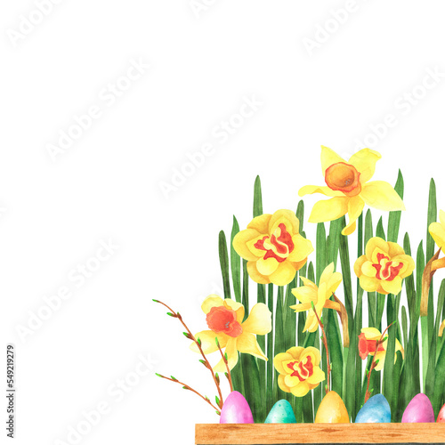 Easter flowers daffodils, Forsythia with colored eggs isolated on white background. Watercolor hand drawing illustration © AnikaKorr