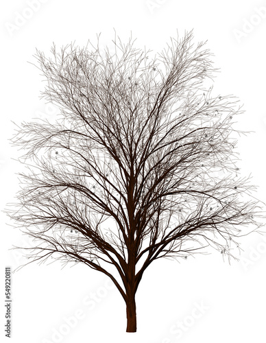 Winter Tree