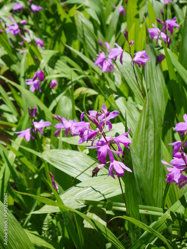 flowers in the garden