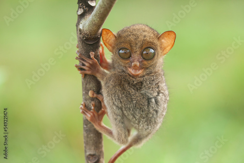 Tarsius aka Tarsier From Borneo Island