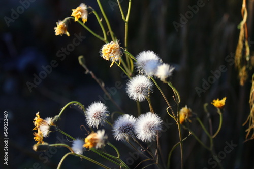 Beautiful dandelion flowers in sunlight