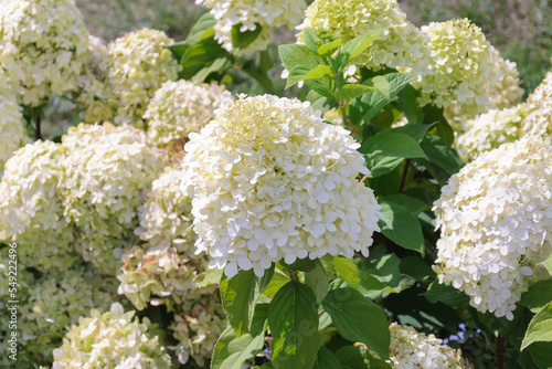 A white hydrangea bush in the park. A flower with white petals and green leaves