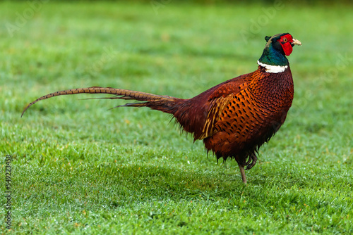 Ring necked pheasant wildlife colored bird 