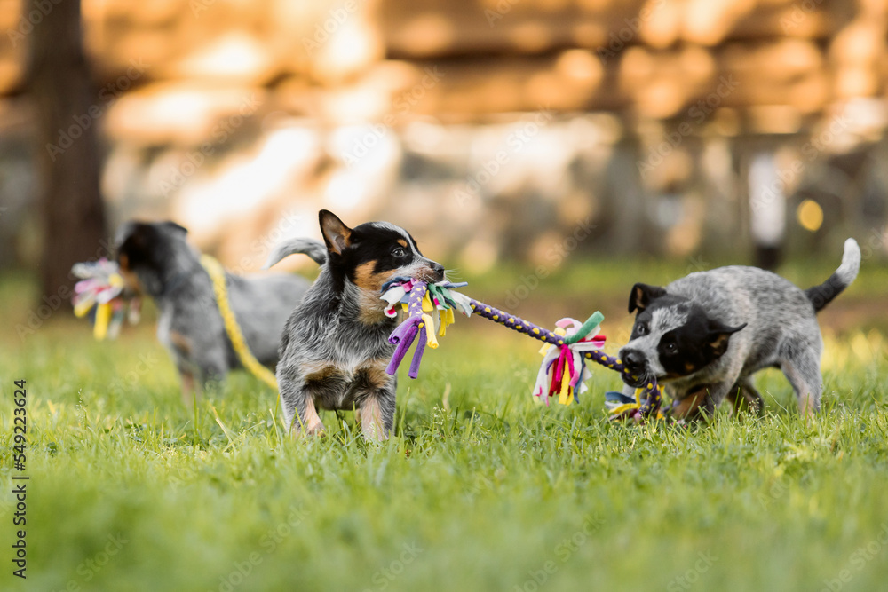 Australian cattle dog puppy outdoor. Blue and red heeler dog breed. Puppies on the backyard. Dog litter. Dog kennel
