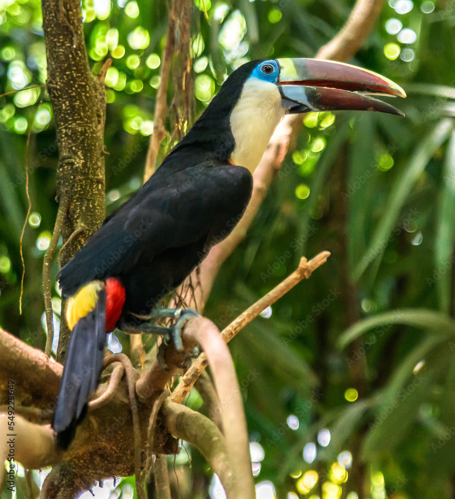 Fototapeta premium White throated toucan wildlife bird in amazonian forest