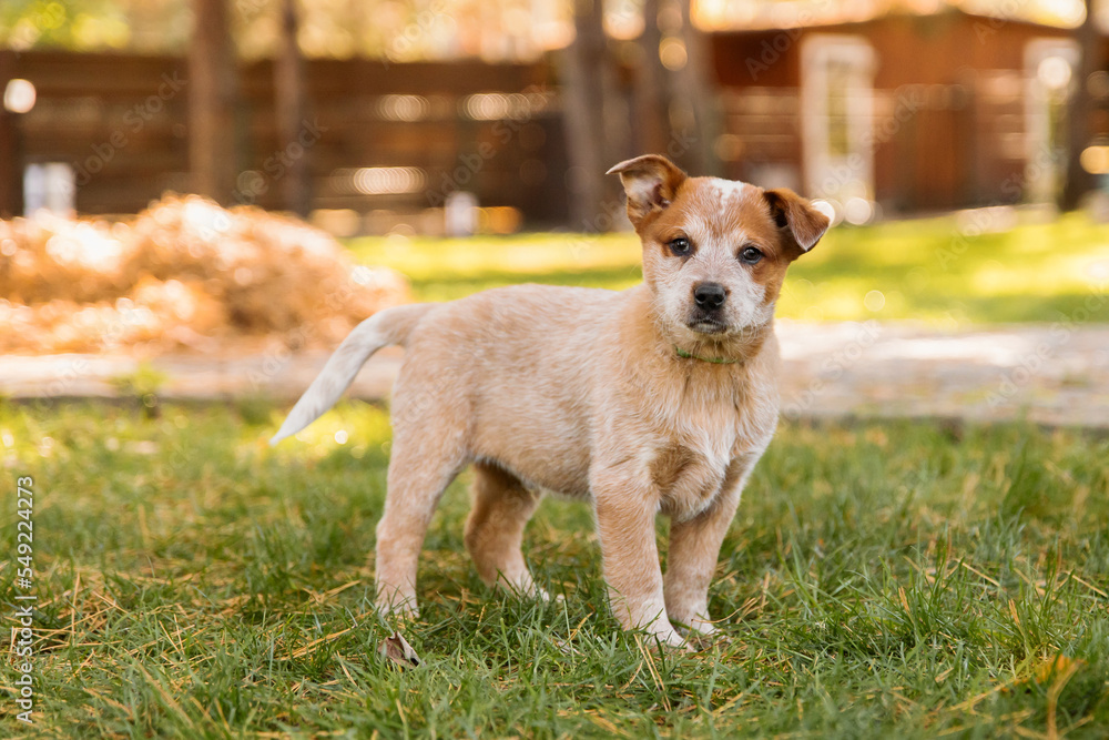 Australian cattle dog puppy outdoor. Red heeler dog breed. Puppies on the backyard. Dog litter. Dog kennel Australian cattle dog puppy outdoor. Red heeler dog breed. Puppies on the backyard. Dog litter. Dog kennel
