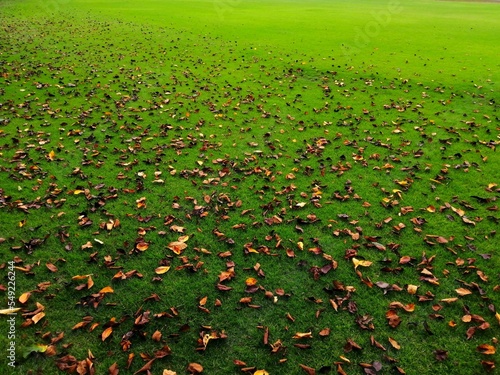 緑の芝生に秋の紅葉の落ち葉