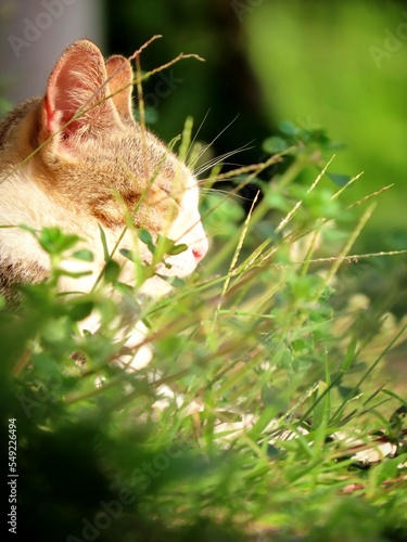 Cat Cute kitty © Shan Prasath