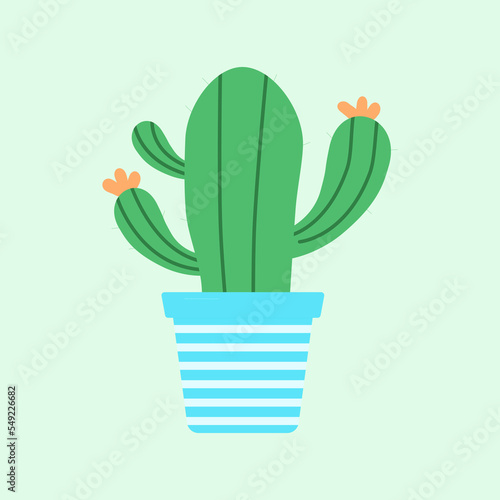 Cute and beautiful cactus plant in pot