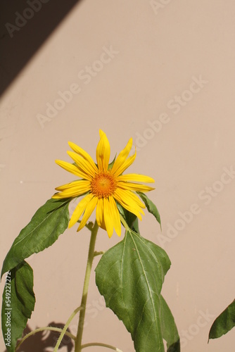 Flowers in the wild on mountain photo