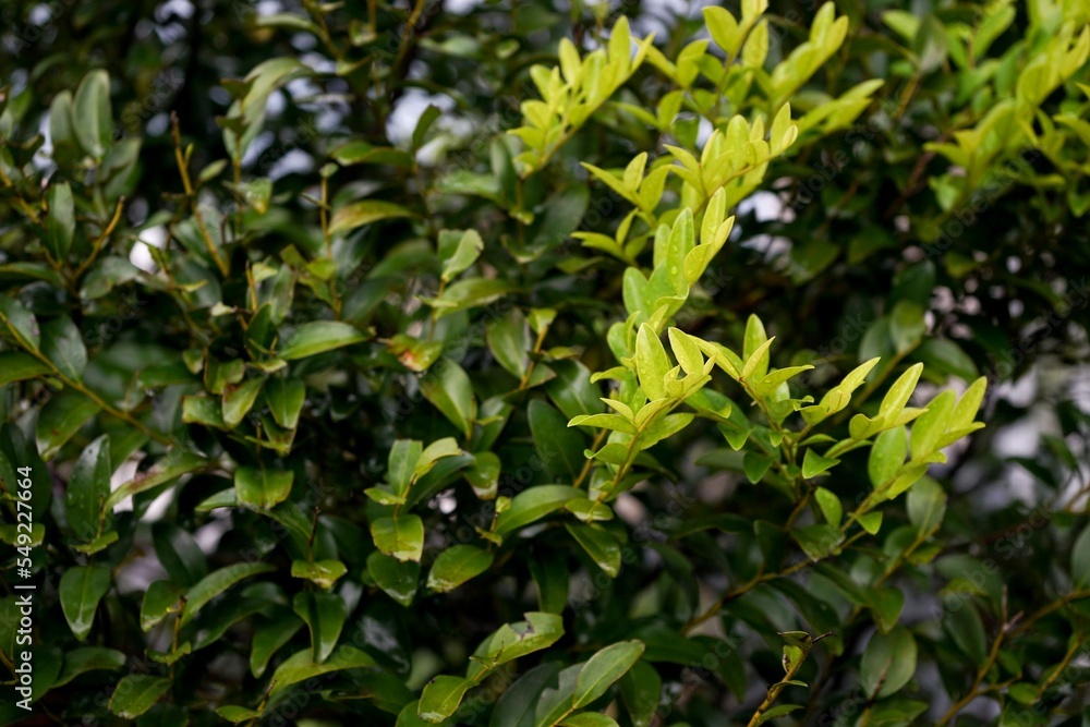 Selective focus on the young leaves on the branches of the Selective focus on the young leaves on the branches of the