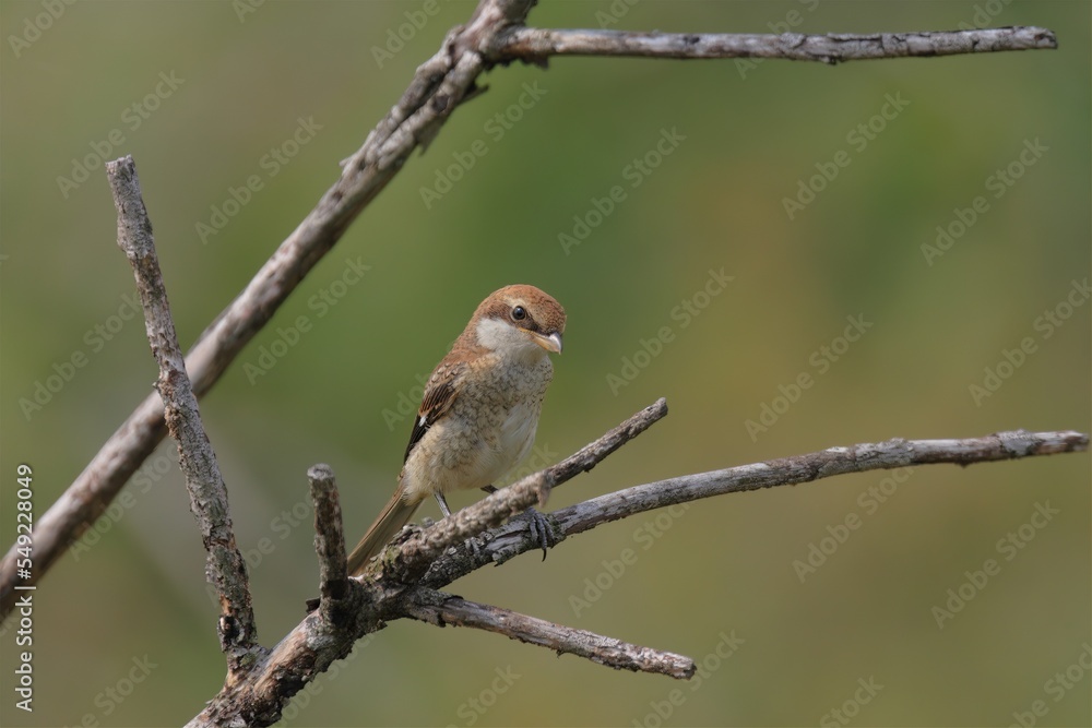 Fototapeta premium モズの幼鳥