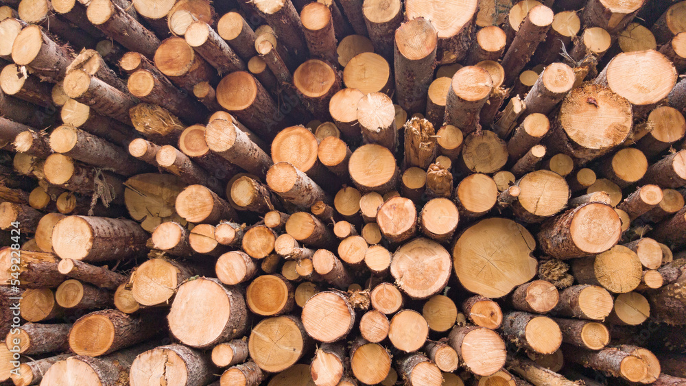 background of branches cutted in the forest background of branches cutted in the forest
