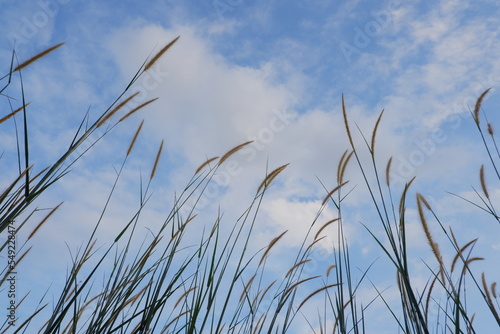 reed flower in the bright blue sky, Phragmites australis. bottom view