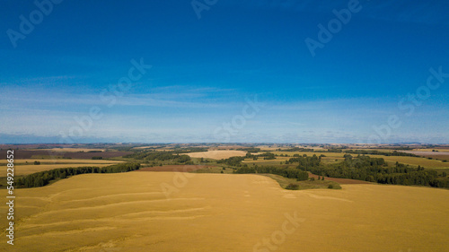 Fields with ripe wheat from a bird's-eye view on a clear day.