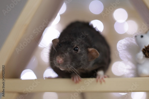 Pet rats for the New Year 