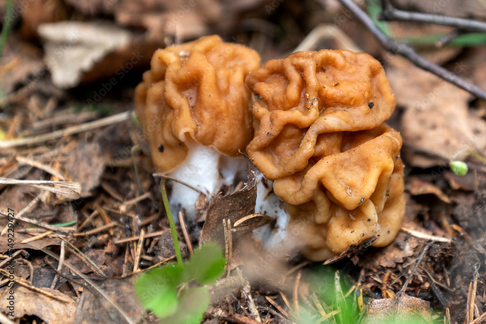 Gyromirta gigas mushrooms growing on ground in forest in spring Gyromirta gigas mushrooms growing on ground in forest in spring