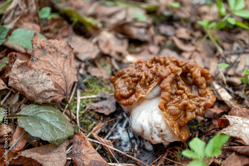 Gyromitra gigas spring mushroom grows on ground covered with dry leaves in forest